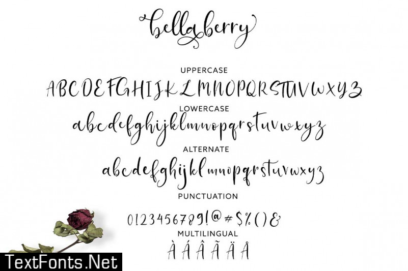 BellaBerry Script Font