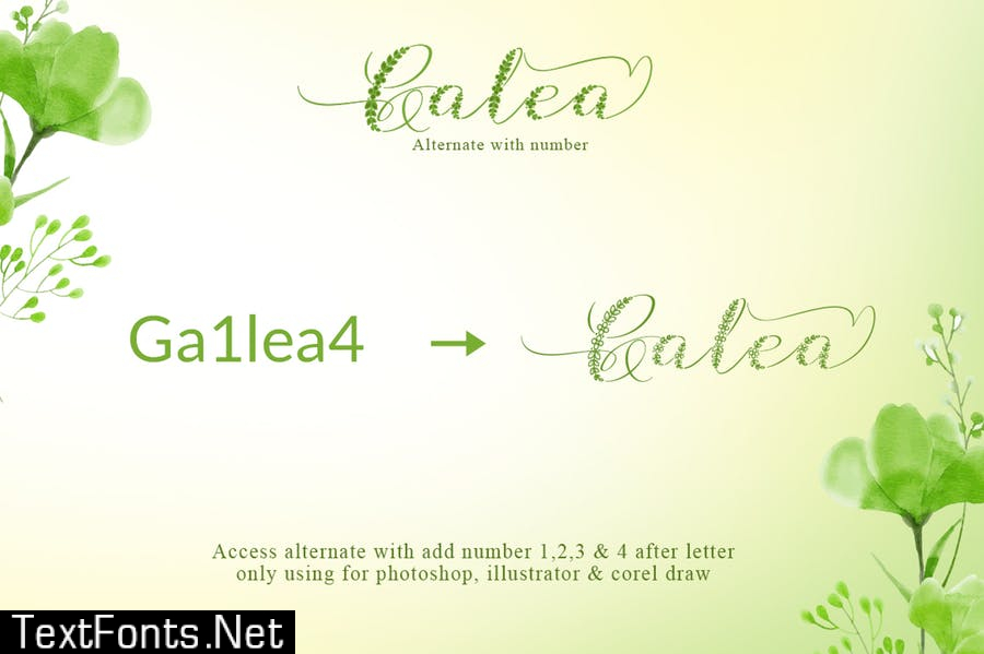 Galea Script Font