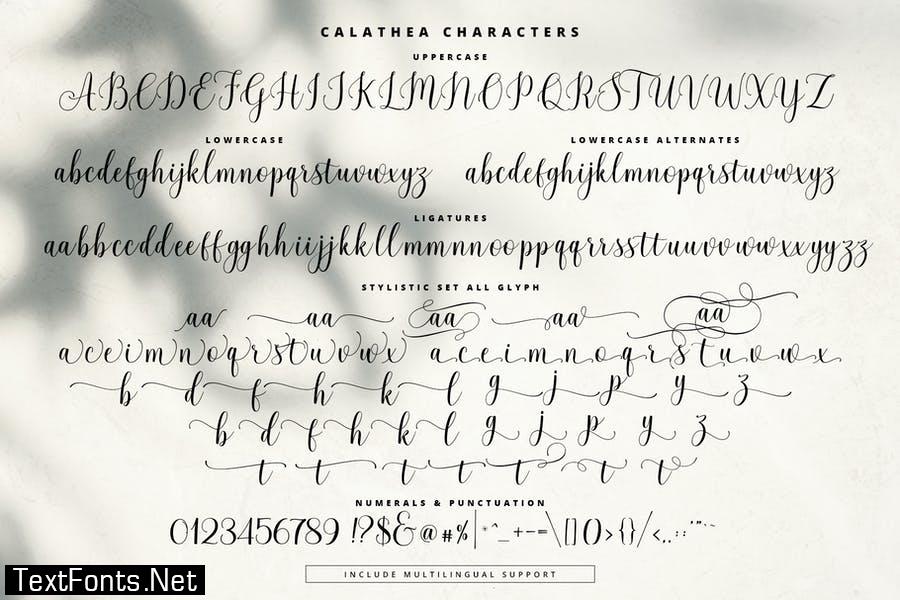 Calathea - Elegant Calligraphy Font