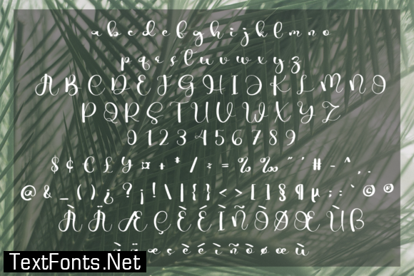 Camello Font